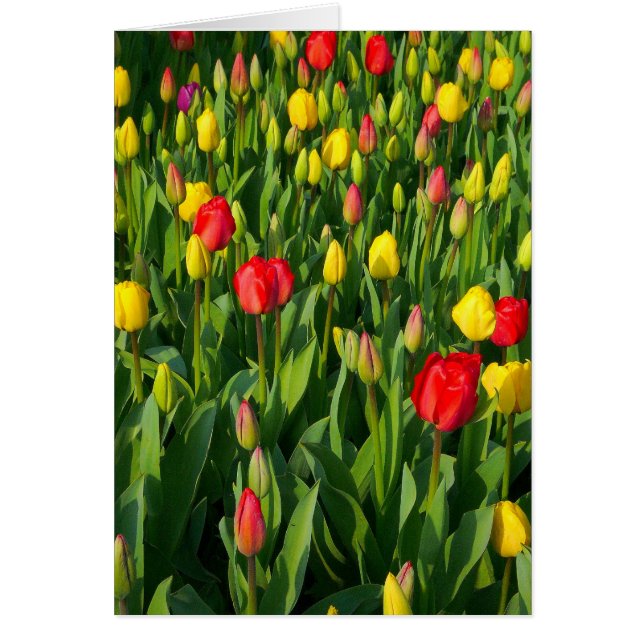 Colourful Tulips II - Vertical (Front)