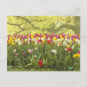 Colourful tulips in a park 2 postcard