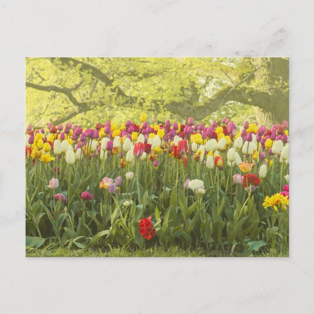 Colourful tulips in a park 2 postcard (Front)