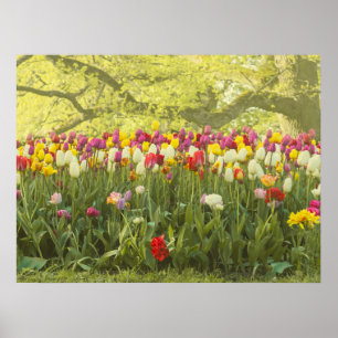 Colourful tulips in a park poster