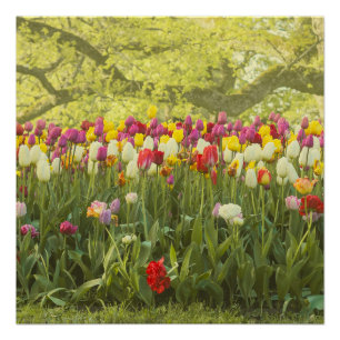 Colourful tulips in a park poster