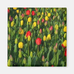 Colourful Tulips Magnet