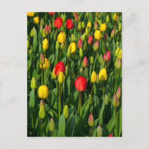 Colourful Tulips Postcard