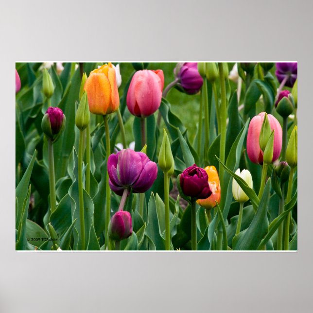 Colourful Tulips Print (Front)