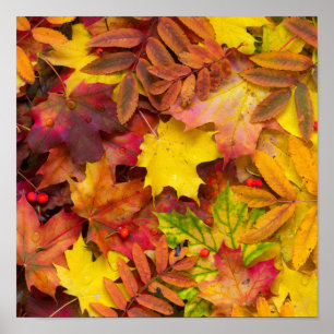 Colourful Vibrant Autumn Leaves Nature Photography Poster
