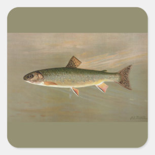 Colourful Vintage American Brook Trout Fish Art Square Sticker