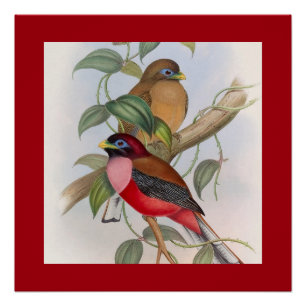 Colourful Vintage Bird Illustration and Red Border Poster