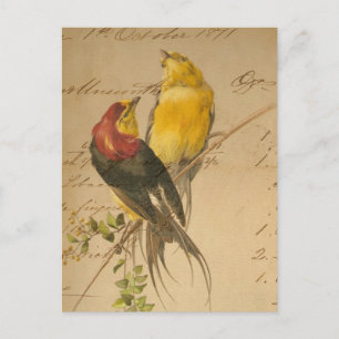 Colourful Vintage Birds On Vintage Ledger Paper Postcard