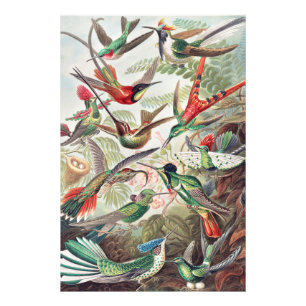 Colourful Vintage Birds Photo Print