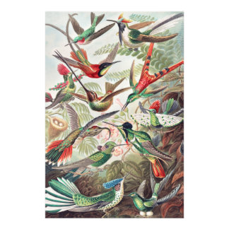 Colourful Vintage Birds Photo Print