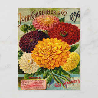 Colourful Vintage Dahlia Flowers Postcard