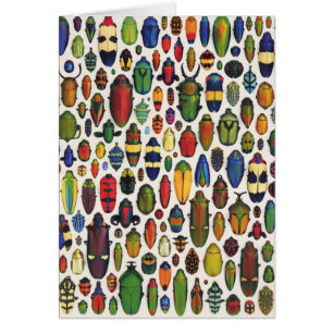 Colourful Vintage Illustrated Beetles
