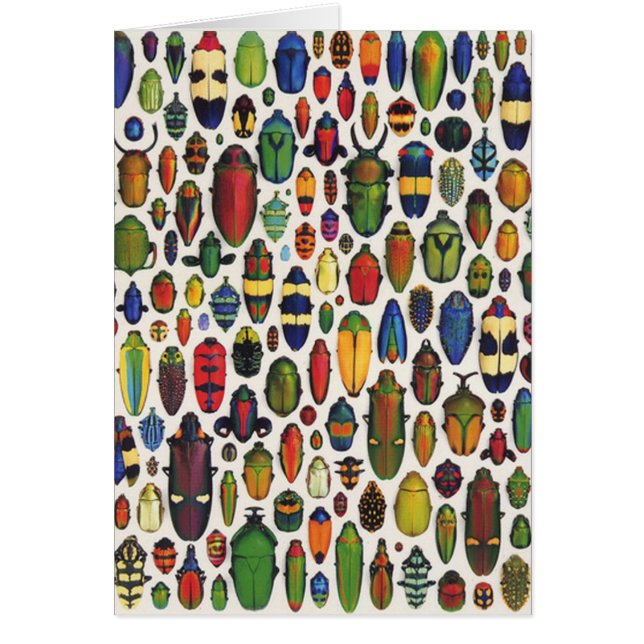 Colourful Vintage Illustrated Beetles (Front)