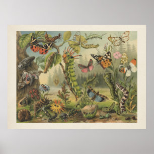 Colourful Vintage Insect Illustration Poster