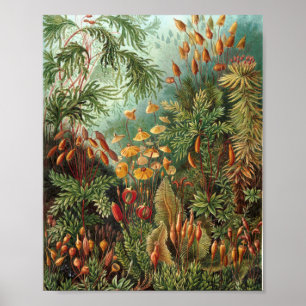 Colourful Vintage Nature Wild Forest Illustration Poster