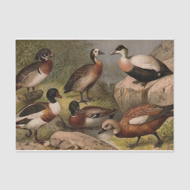 Colourful vintage painting of ducks tissue paper (Front)