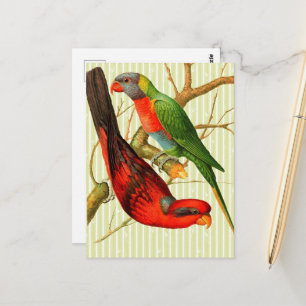 Colourful Vintage Red & Green Parrots Illustration Postcard