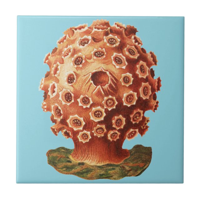 Colourful Vintage Red Tunicate illustration Ceramic Tile (Front)