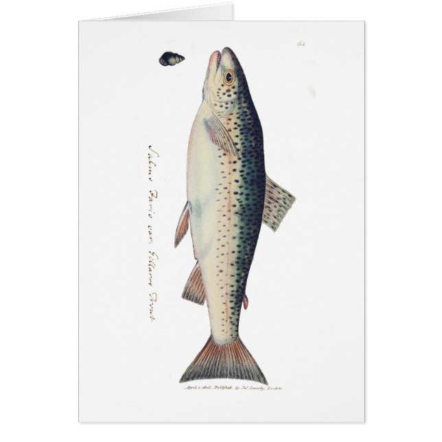 Colourful vintage salmon illustration (Front)