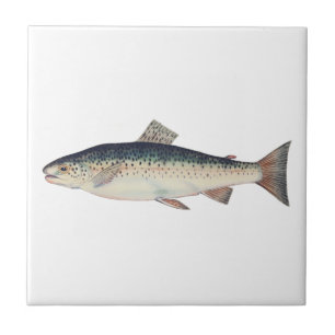 Colourful vintage salmon illustration tile