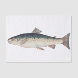 Colourful vintage salmon illustration tissue paper