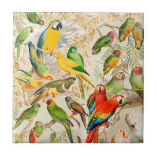 Colourful Vintage Tropical Birds Parrots Ceramic Tile