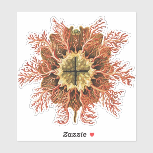 Colourful Vintage Tunicate illustration (Sheet)