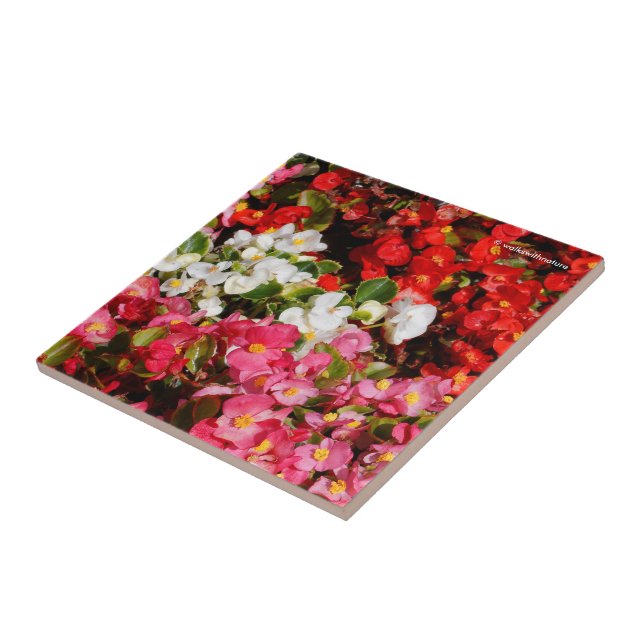 Colourful Wax Begonias Ceramic Tile (Side)