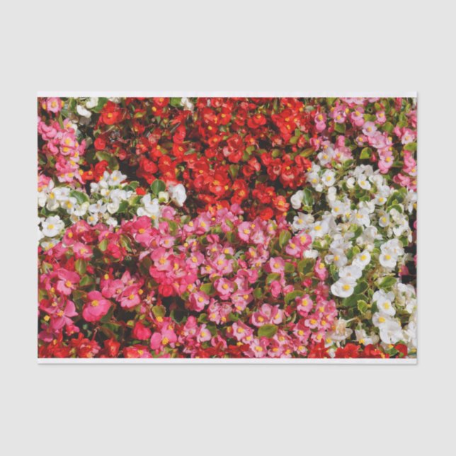 Colourful Wax Begonias Tissue Paper (Front)