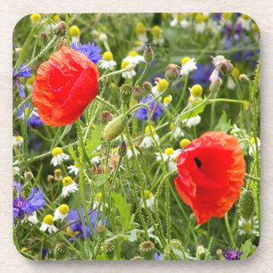 colourful, white, red, poppy, meadow, nature, coaster