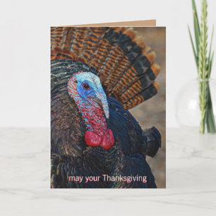 Colourful Wild Turkey Thanksgiving Cute Unique Holiday Card