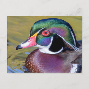Colourful Wood Duck Close Up Postcard