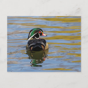Colourful Wood Duck Postcard