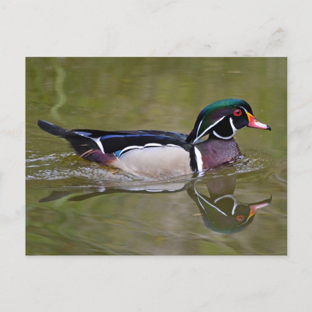 Colourful wood duck postcard (Front)