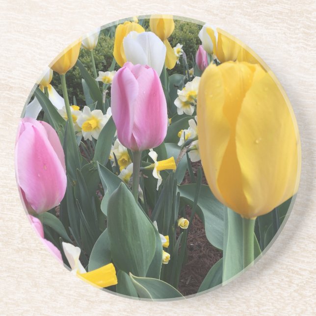 Colourful Yellow and Pink Tulips Sandstone Coaster (Front)