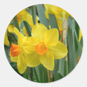 Colourful Yellow Daffodil Flower Spring Classic Round Sticker