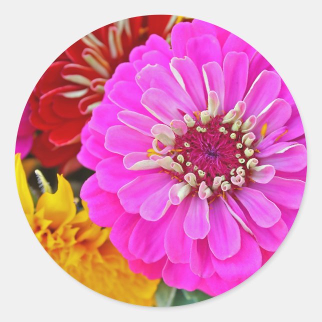 Colourful zinnia flower classic round sticker (Front)