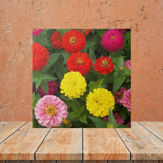 Colourful Zinnia Flowers Floral Ceramic Tile (In Situ)