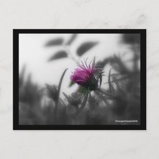 Colourized Aster with Black Border Postcard