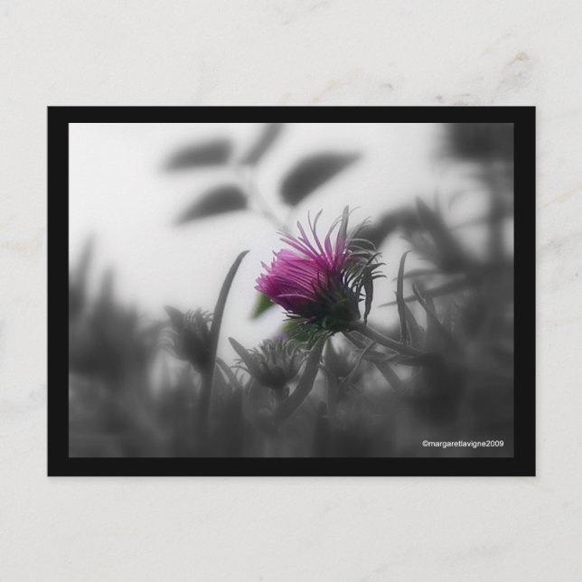 Colourized Aster with Black Border Postcard (Front)