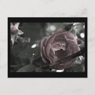 Colourized Rose & Raindrops Digital Mini Print Postcard
