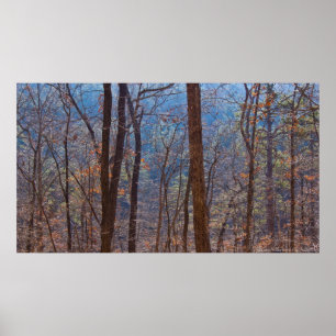 Colours in the Winter Forest at Dawn Poster