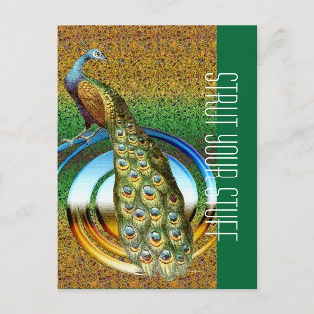 Colours of a Peacock Postcard (Front)