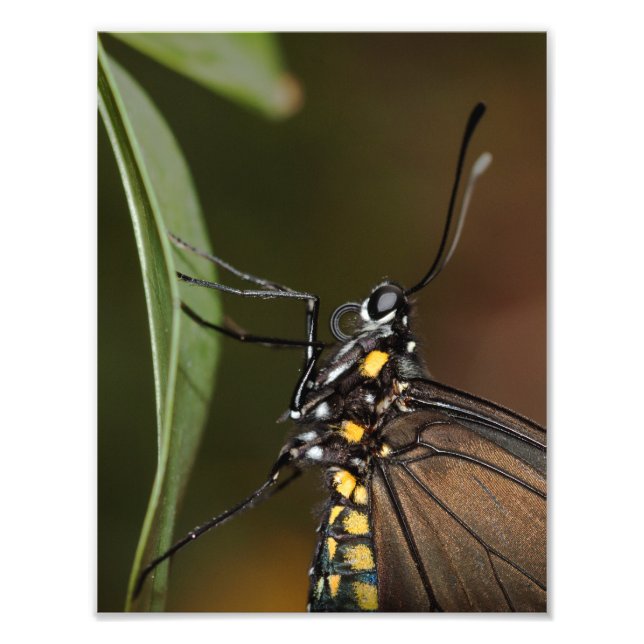 Colours of a Zebra Longwing Photo Print (Front)