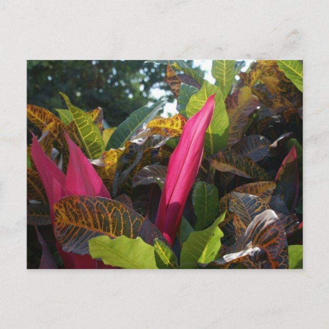 Colours of Bucerias, Mexico Postcard (Front)