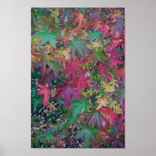Colours of Fall Poster
