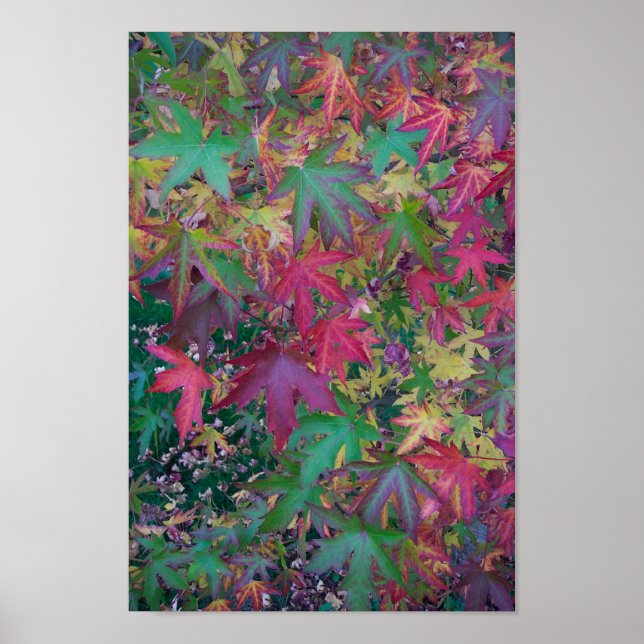 Colours of Fall Poster (Front)