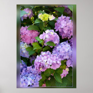 colours of hydrangea poster