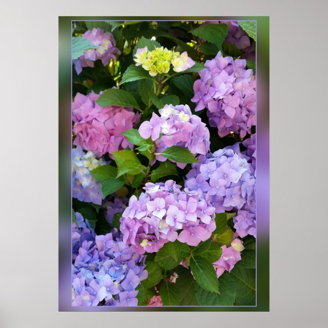 colours of hydrangea poster (Front)