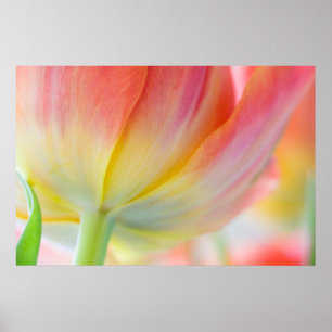 Colours of Spring Poster